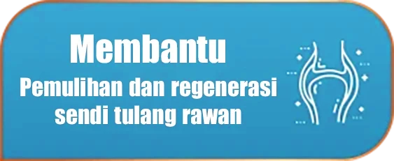 Membantu pemulihan dan regenerasi sendi tulang rawan